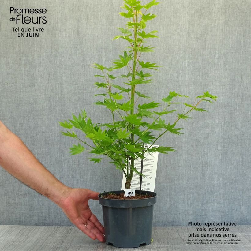 Exemplaar van Acer shirasawanum Jordan - Japanse esdoorn Pot van 2 l/3 l zoals geleverd in de zomer