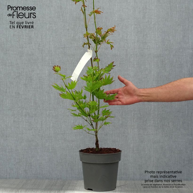Exemplaar van Acer shirasawanum Moonrise - Japanse esdoorn Pot van 6 l/7 l zoals geleverd in de herfst