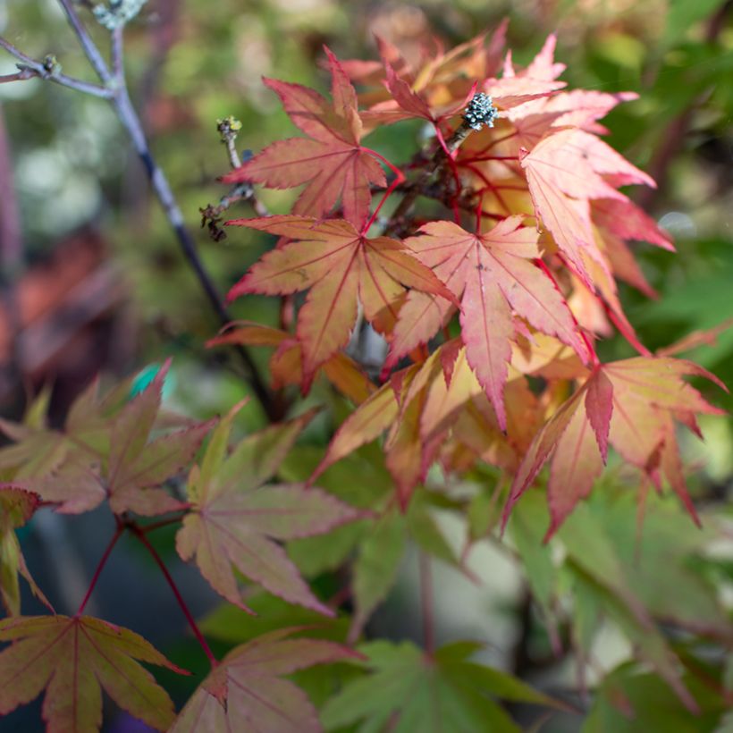 Acer shirasawanum Moonrise - Japanse esdoorn (Blad)
