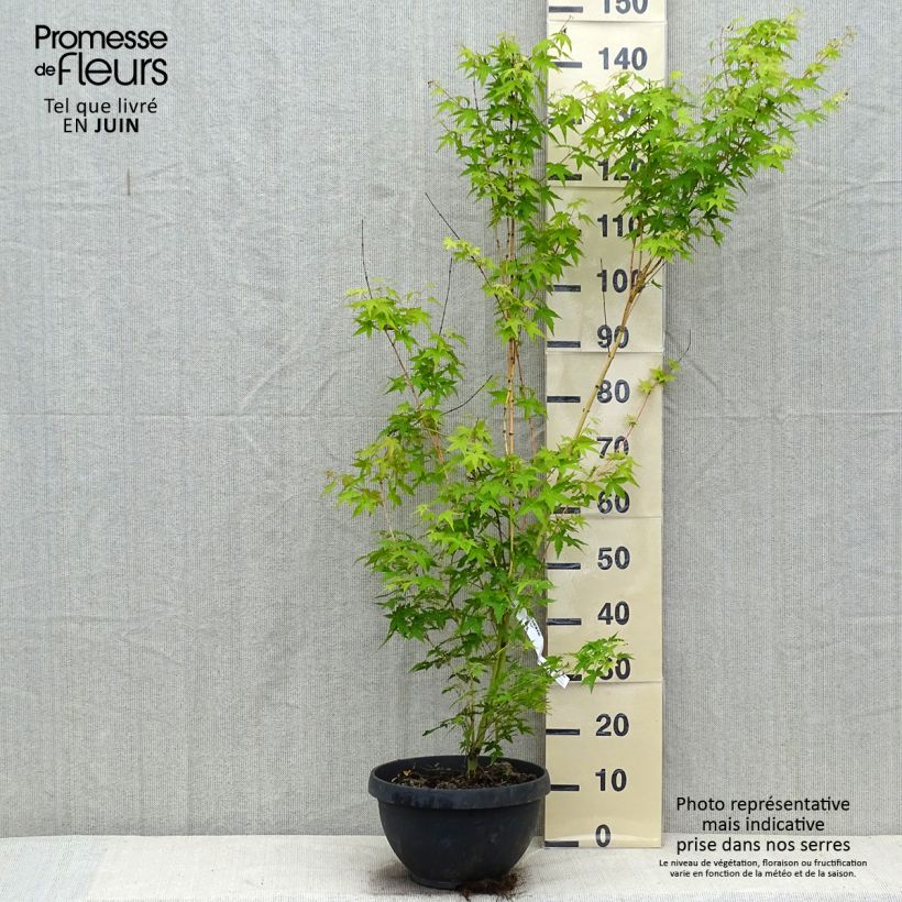 Exemplaar van Acer palmatum Bi Hoo - Japanse esdoorn Inhoud 7,5 l / 10 l zoals geleverd in de zomer