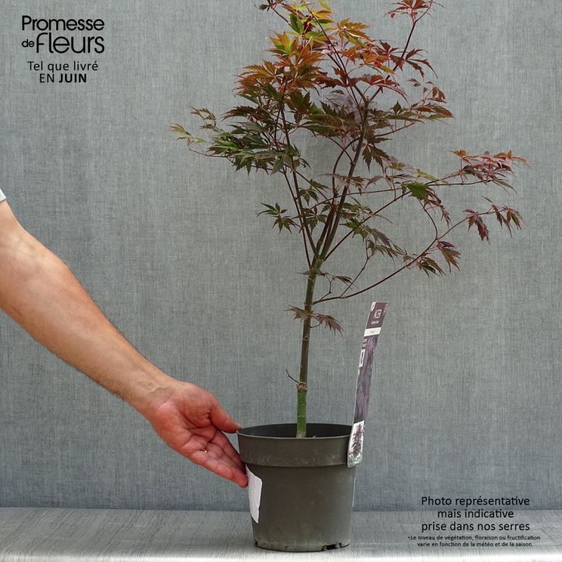 Exemplaar van Acer palmatum Black Lace - Japanse esdoorn Pot van 2 l/3 l zoals geleverd in de zomer
