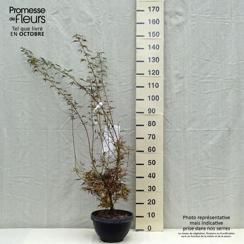 Exemplaar van Acer palmatum Jerre Schwartz - Japanse esdoorn Inhoud 7,5 l / 10 l zoals geleverd in de herfst
