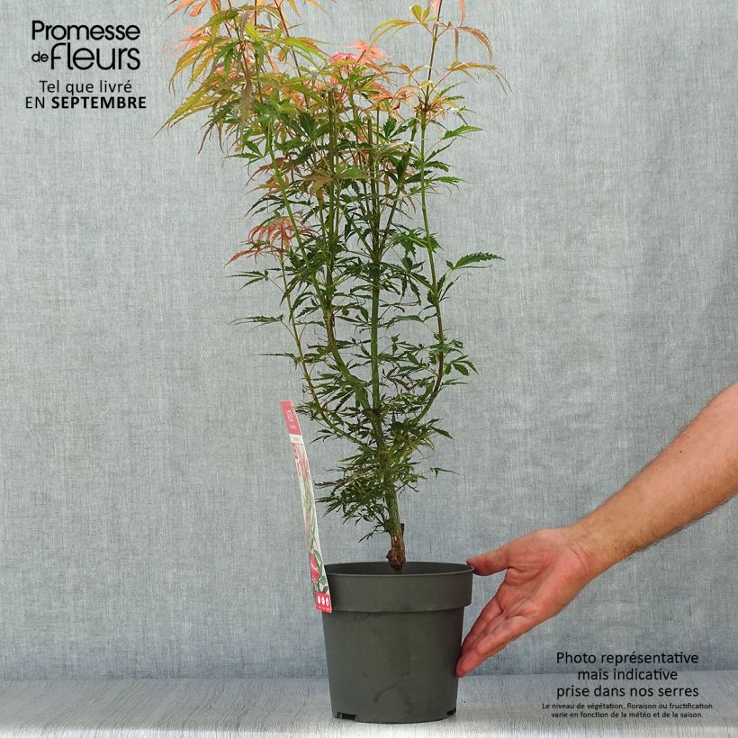 Exemplaar van Acer palmatum Jerre Schwartz - Japanse esdoorn Pot van 2 l/3 l zoals geleverd in de herfst