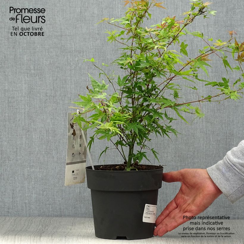 Exemplaar van Acer palmatum Phoenix - Japanse esdoorn Pot van 2 l/3 l zoals geleverd in de herfst