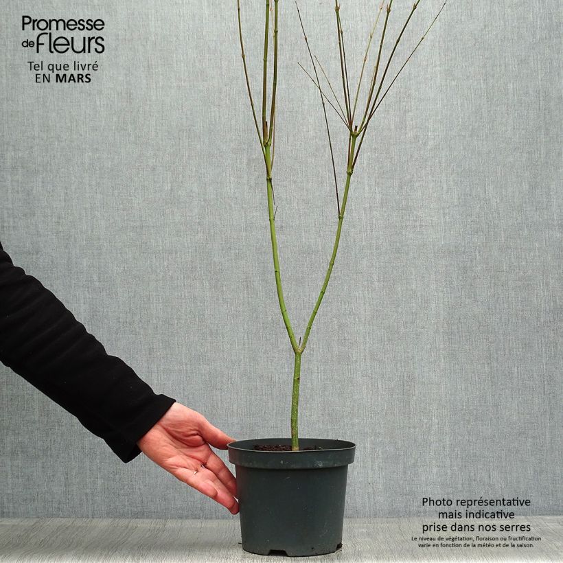 Example of Acer palmatum Phoenix - Japanse esdoorn Pot van 2 l/3 l as you get in printemps