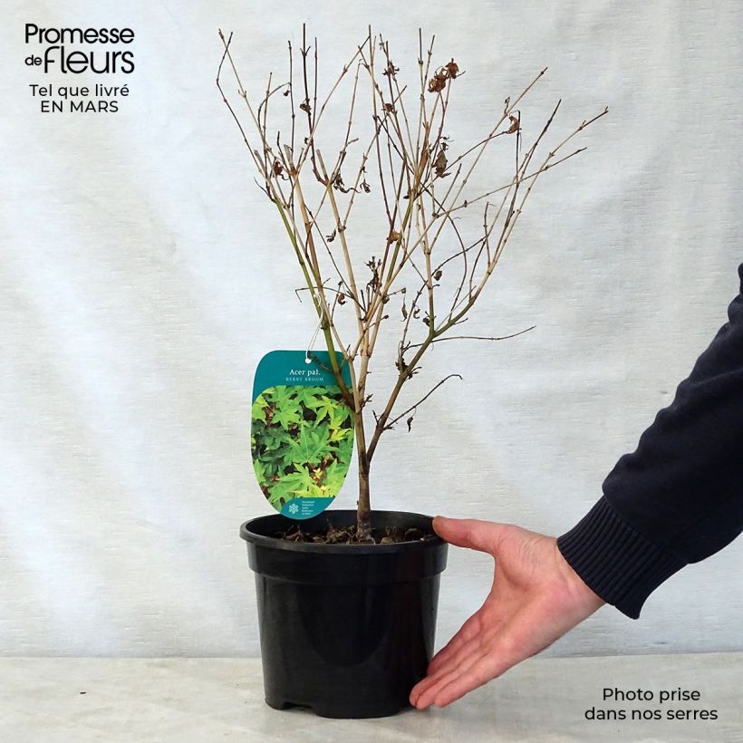 Exemplaar van Acer palmatum Berry Broom - Japanse esdoorn Pot van 2 l/3 l zoals geleverd in de lente