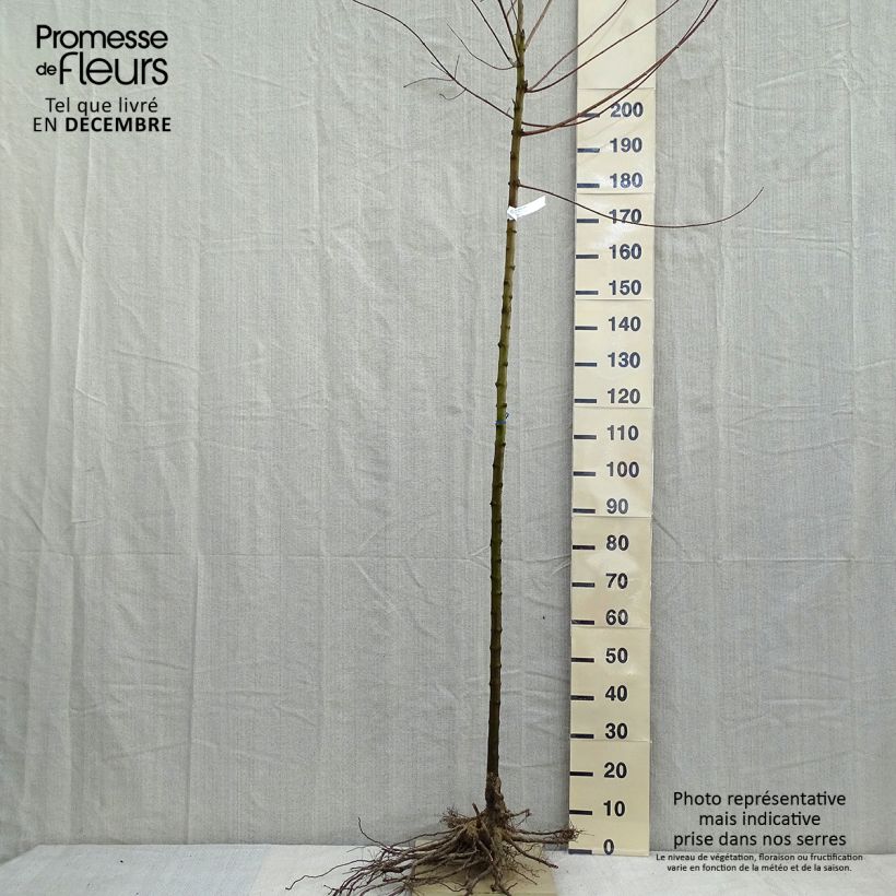 Exemplaar van Acer tataricum subsp. ginnala - Amoer-esdoorn Naakte wortel, Stengel zoals geleverd in de winter