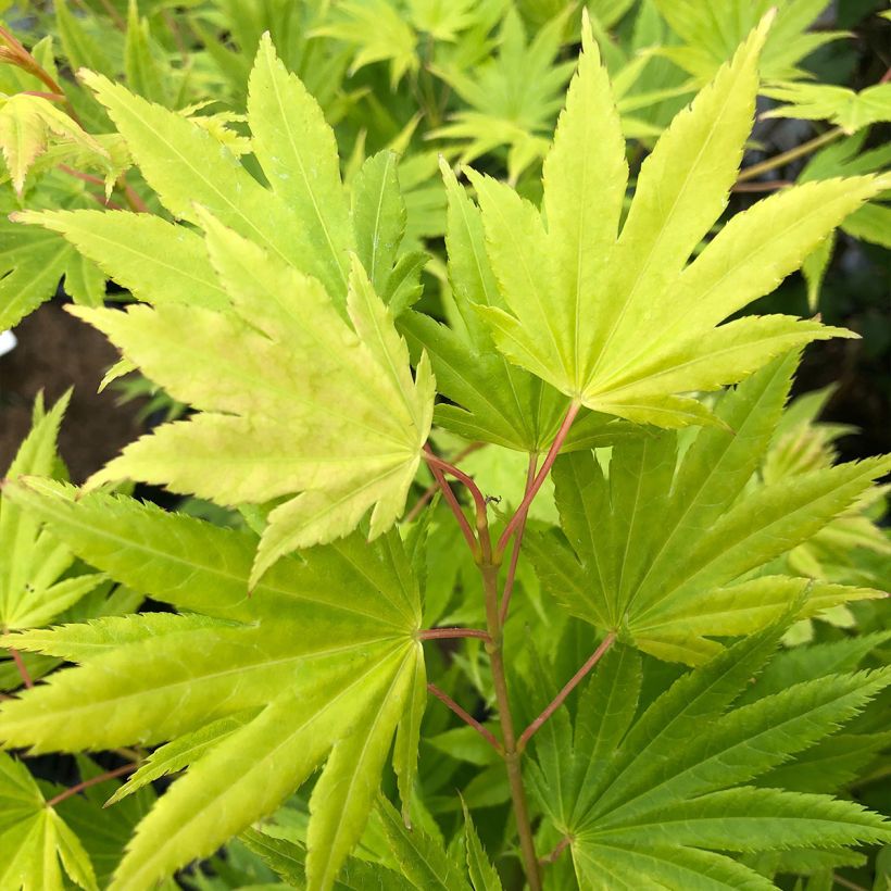 Acer palmatum Summer Gold - Japanse esdoorn (Foliage)
