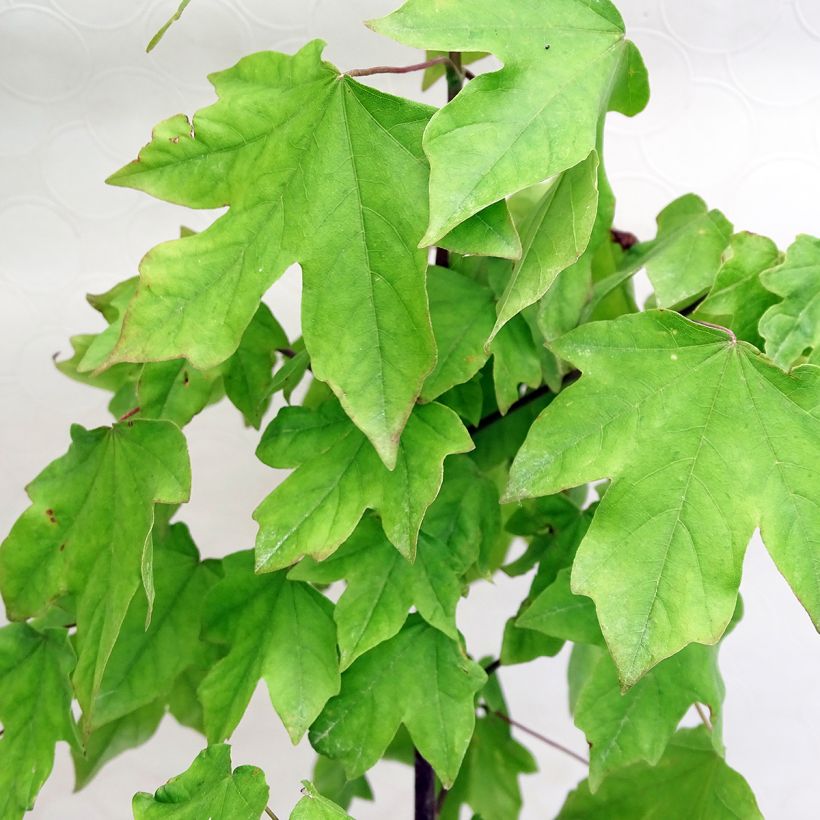Acer x orientalia Minorient -  Esdoorn (Blad)