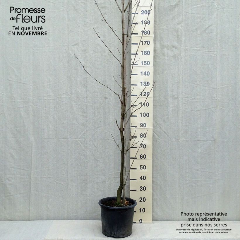Exemplaar van Acer platanoides Drummondii - Noorse esdoorn Pot van 12 l/15 l, Kroonhoogte zoals geleverd in de herfst
