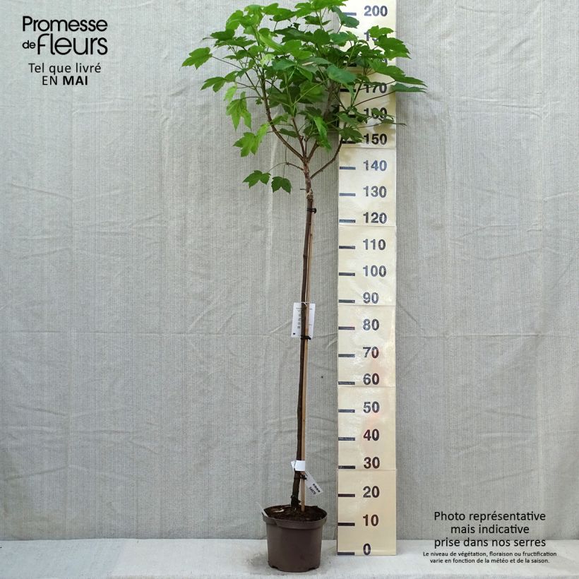 Exemplaar van Acer pseudoplatanus Brilliantissimum - Bonte bolesdoorn Pot van 4 l/5 l zoals geleverd in de lente