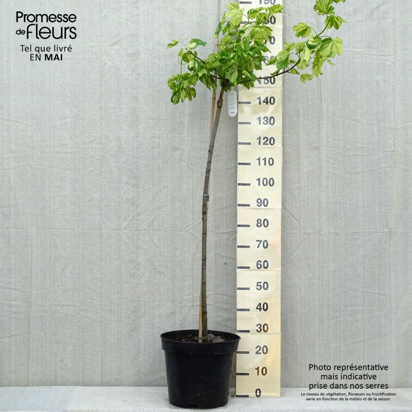 Exemplaar van Acer pseudoplatanus Leopoldii - Bonte esdoorn Pot van 20 l/25 l, Stengel zoals geleverd in de lente