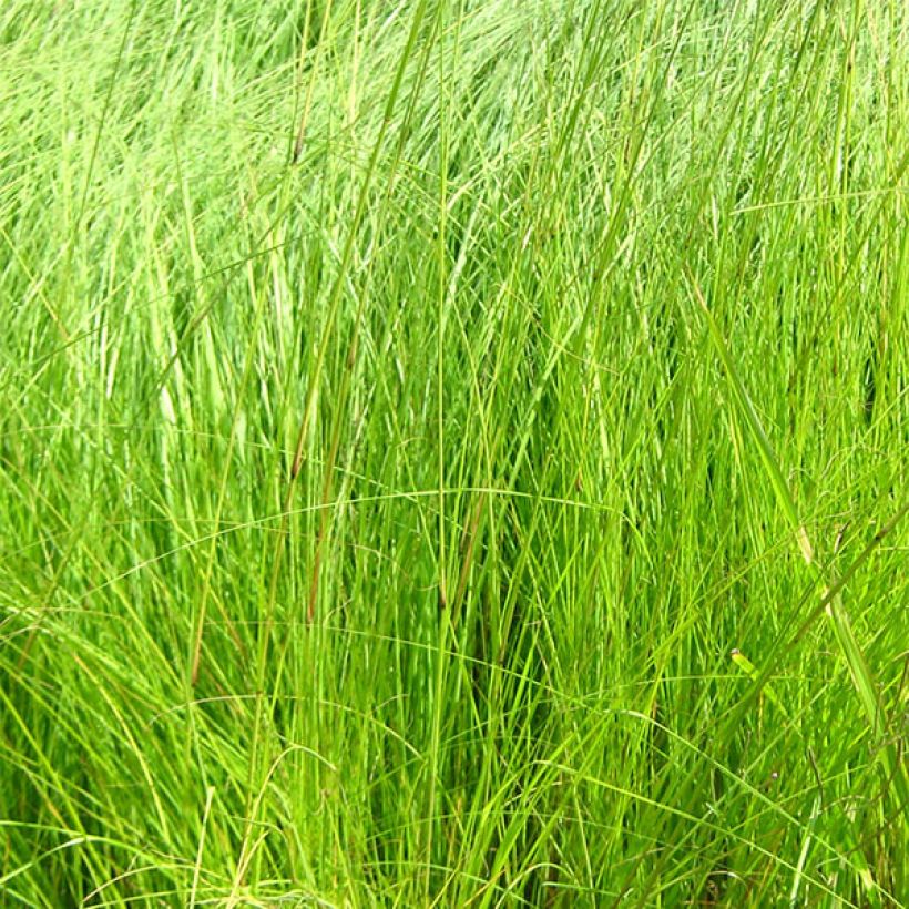 Eragrostis curvula - Liefdesgras (Blad)