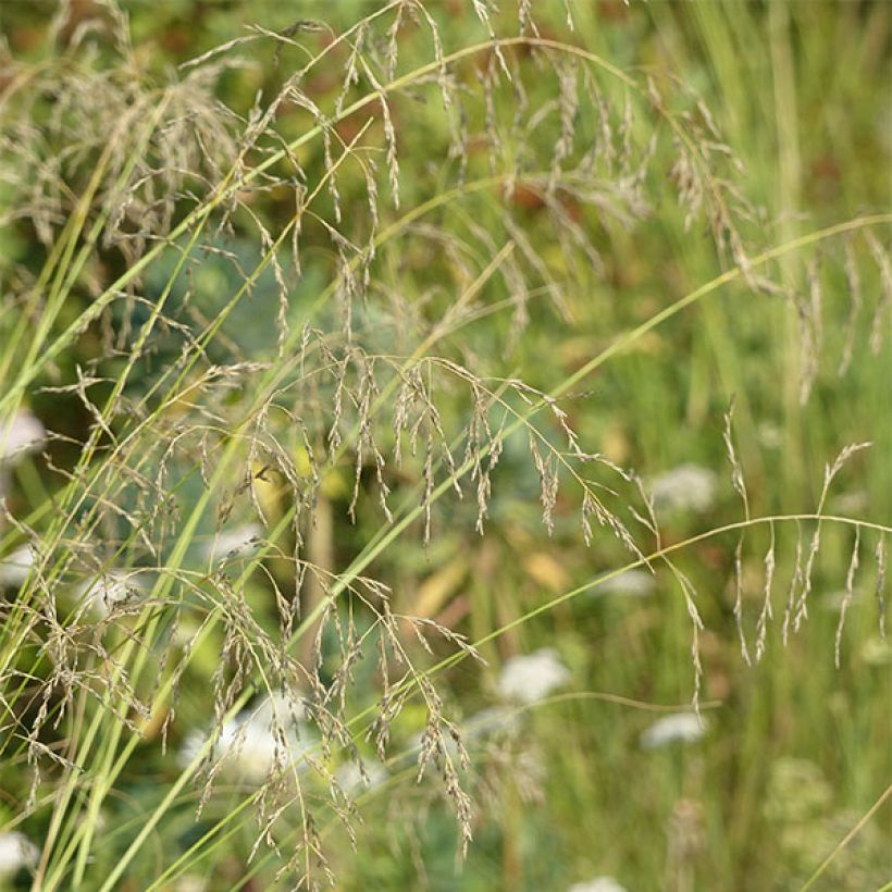 Eragrostis curvula - Liefdesgras (Bloei)