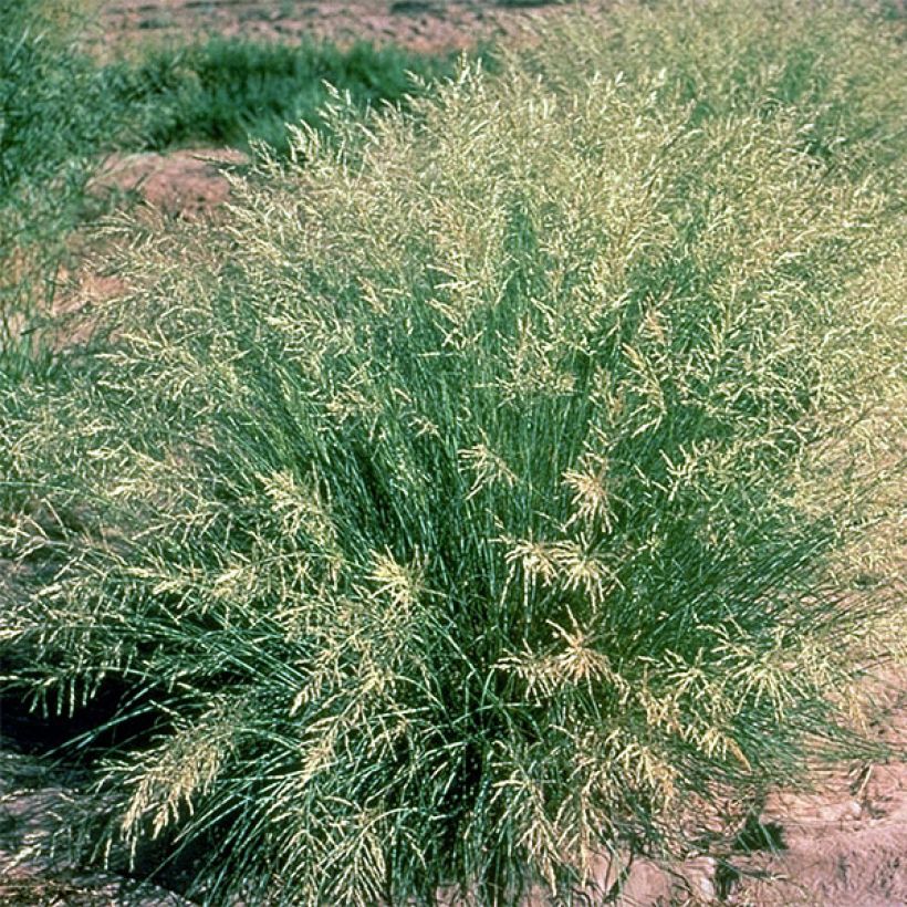Eragrostis curvula - Liefdesgras (Groeiplaats)