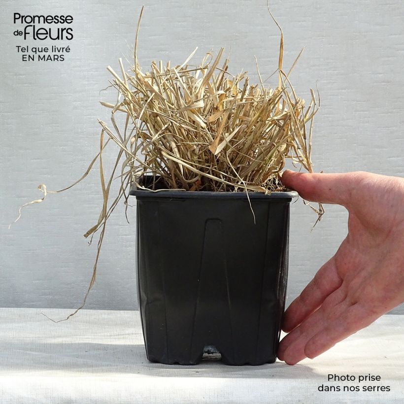 Exemplaar van Eragrostis spectabilis - Liefdesgras Pot van 1,5 l/2 l zoals geleverd in de lente