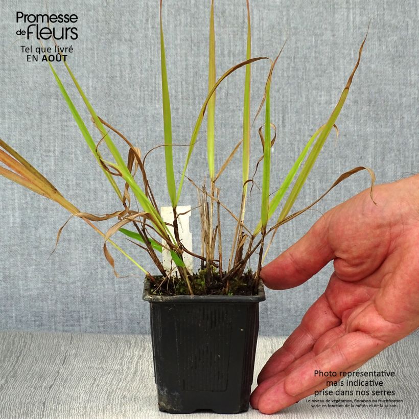 Exemplaar van Eragrostis spectabilis - Liefdesgras Kweekpotje van 8/9 cm zoals geleverd in de zomer