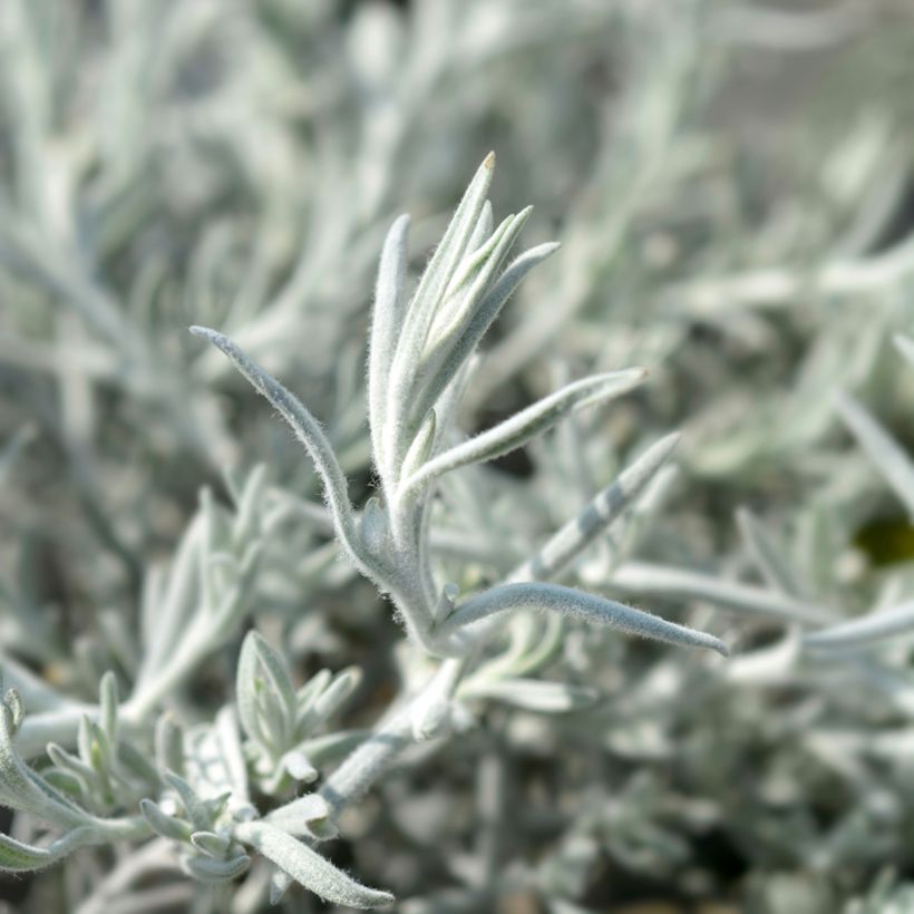 Eremophila Beryls Blue (Blad)