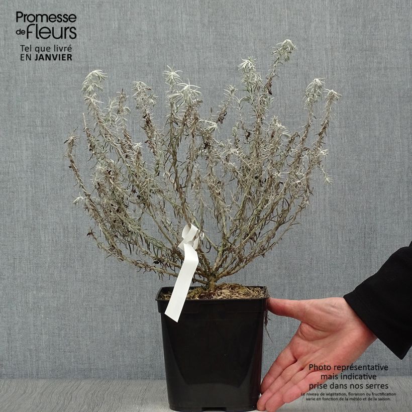 Example of Eremophila Beryls Blue Pot van 3 l/4 l as you get in hiver