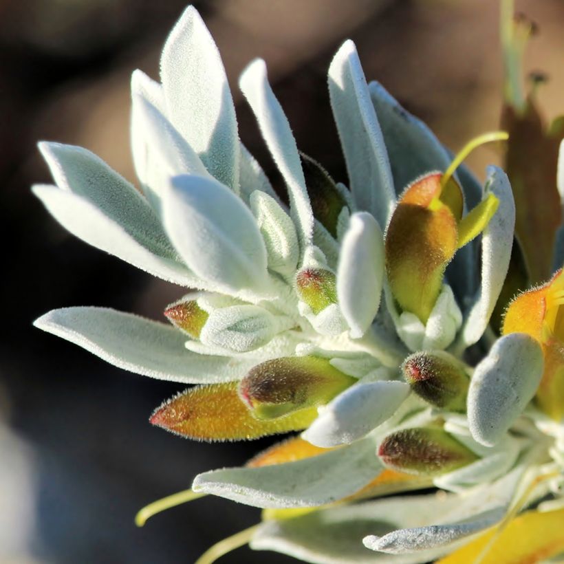 Eremophila glabra Kalbarri Carpet - Emustruik (Bloei)