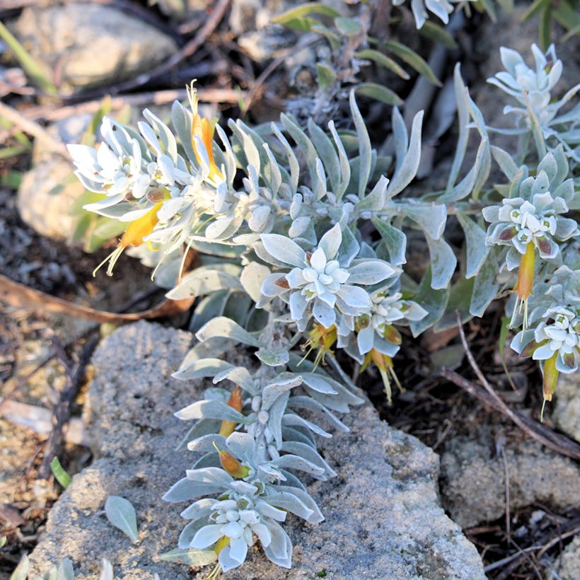 Eremophila glabra Kalbarri Carpet - Emustruik (Groeiplaats)