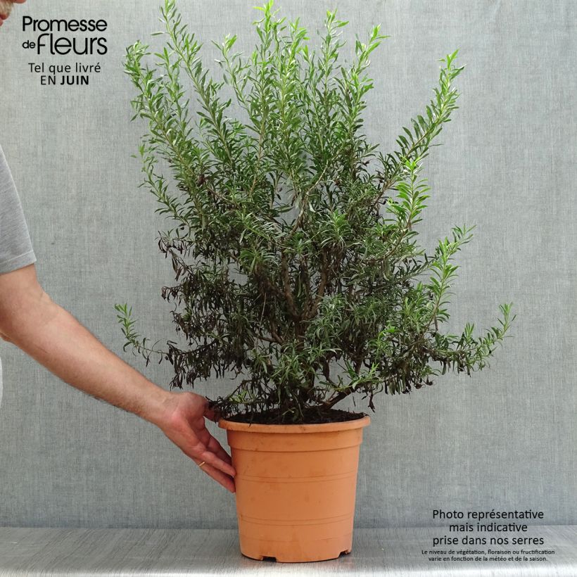 Exemplaar van Eremophila maculata Aurea - Emustruik Pot van 7,5 l/10 l zoals geleverd in de zomer