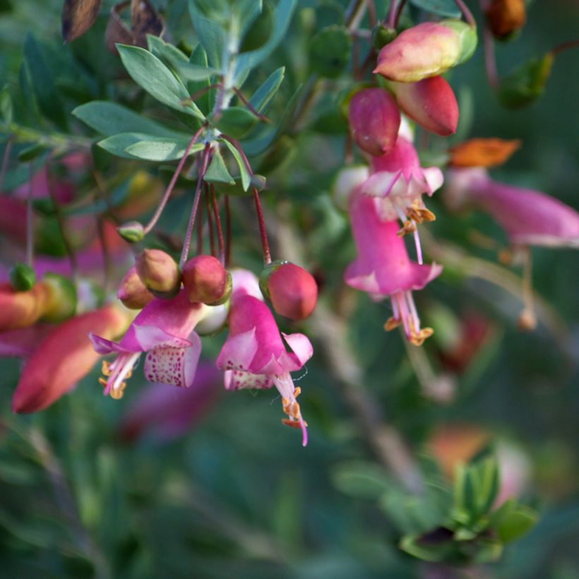 Eremophila maculata - Emustruik (Bloei)