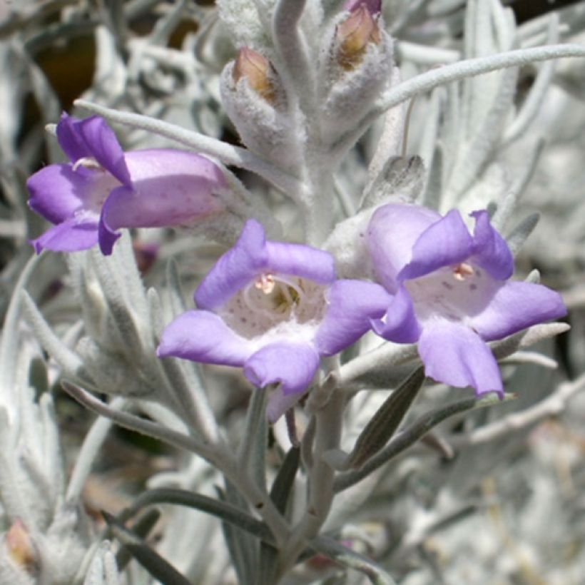 Eremophila nivea - Zijden emoe-bos (Bloei)