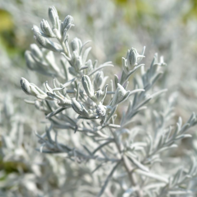 Eremophila nivea - Zijden emoe-bos (Blad)