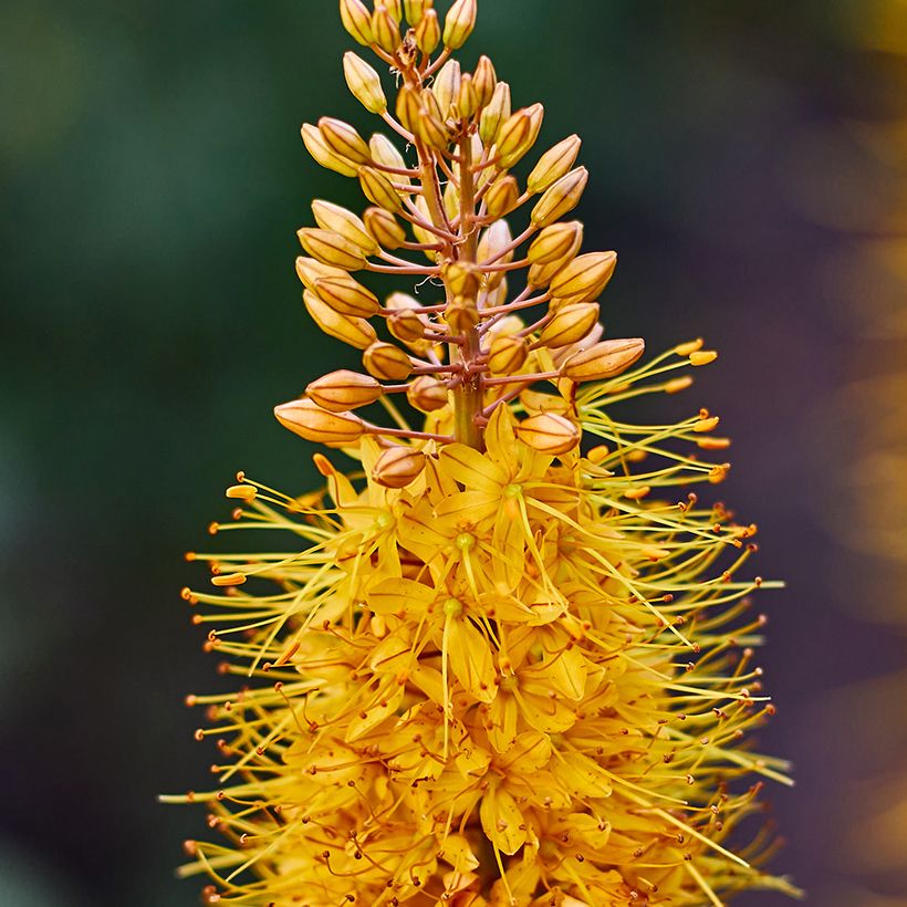 Eremurus Bruin - Steppenlelie (Bloei)
