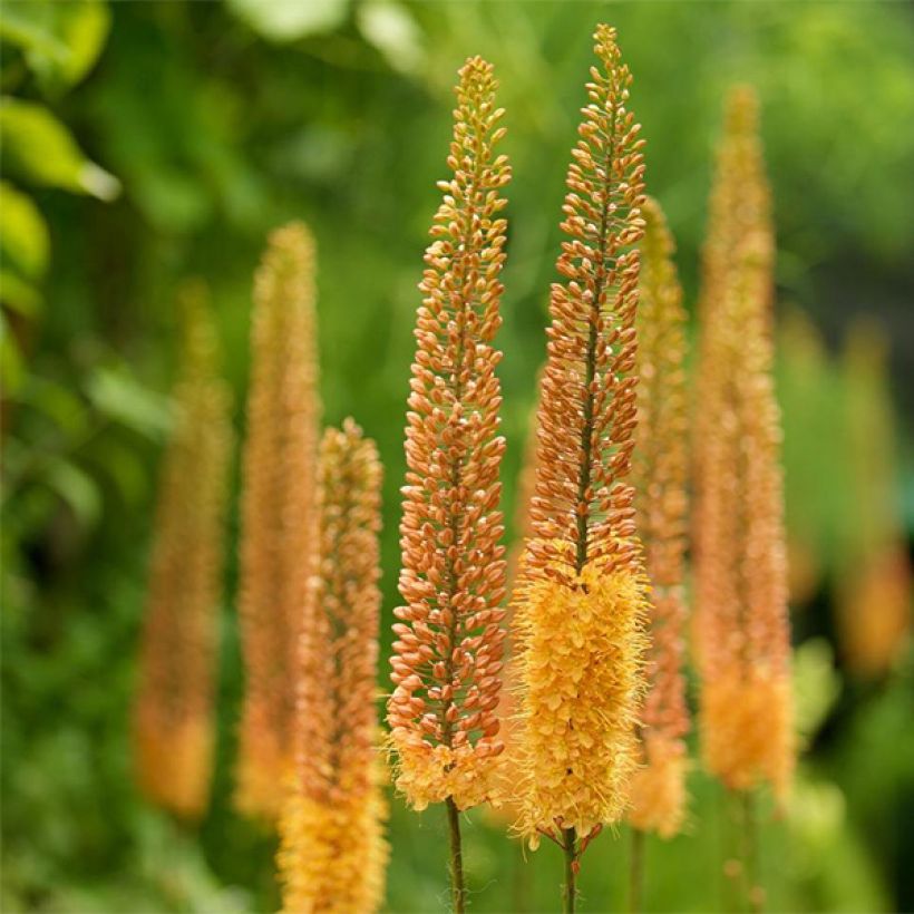 Eremurus Pinokkio - Steppenlelie (Bloei)