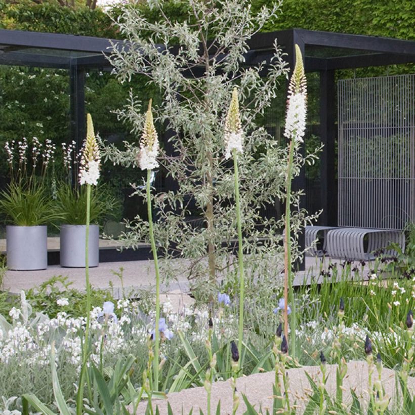 Eremurus White Beauty Favourite - Steppenlelie (Groeiplaats)