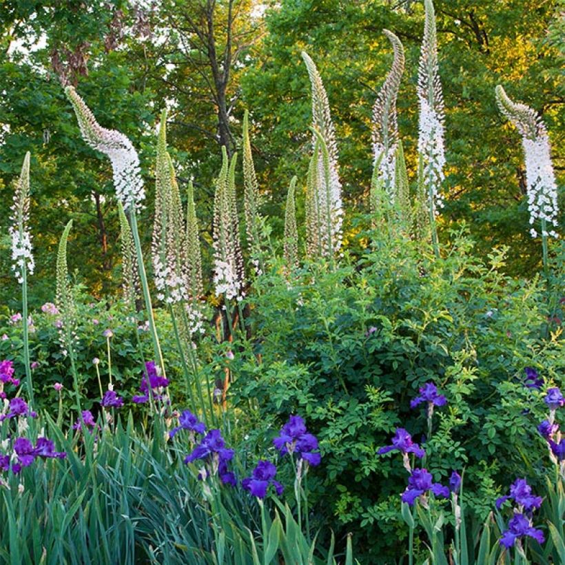 Eremurus himalaicus - Steppenlelie (Bloei)