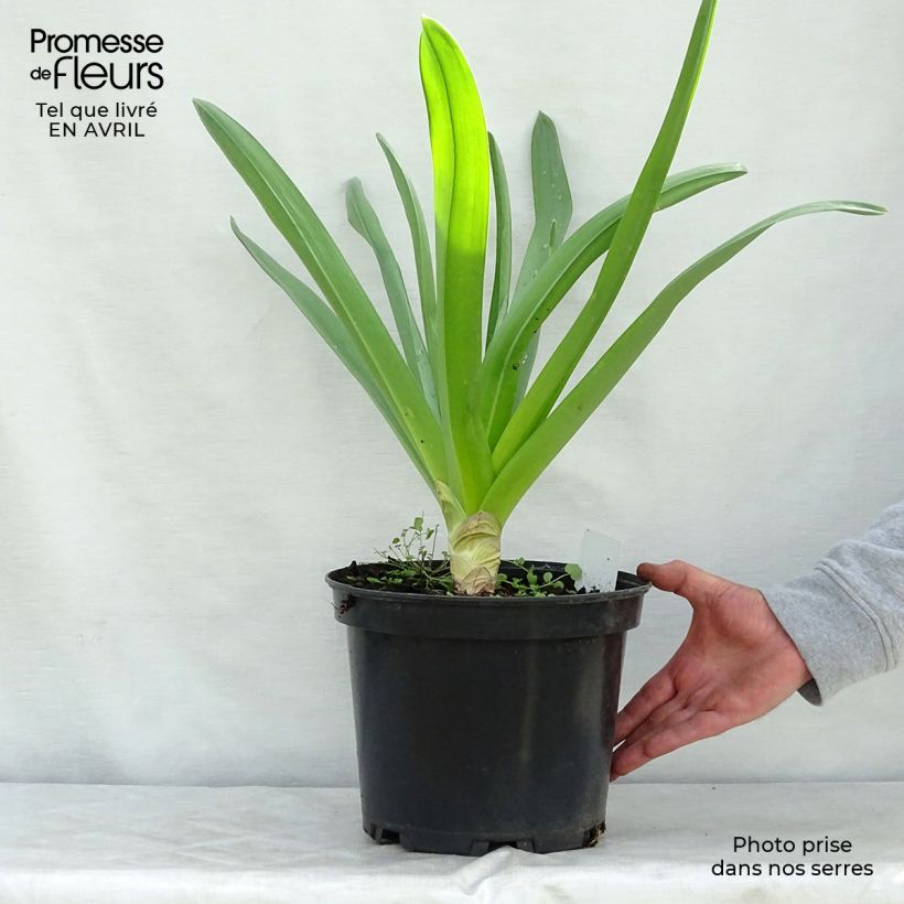 Exemplaar van Eremurus himalaicus - Steppenlelie Pot van 7,5 l/10 l zoals geleverd in de lente
