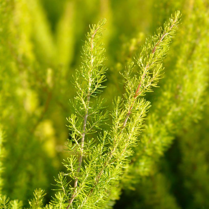 Erica arborea Alberts Gold - Boomheide (Blad)