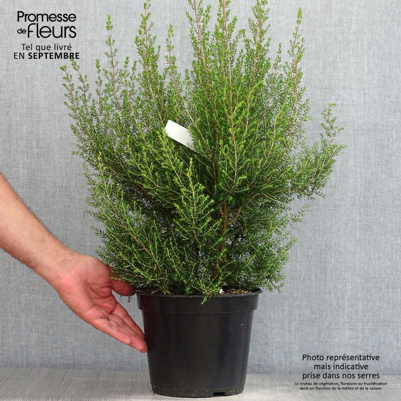 Exemplaar van Erica canaliculata - Boomheide Pot van 4 l/5 l zoals geleverd in de zomer