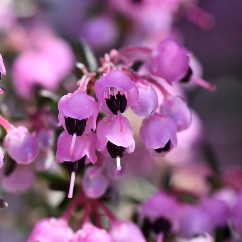 Erica canaliculata - Boomheide (Bloei)