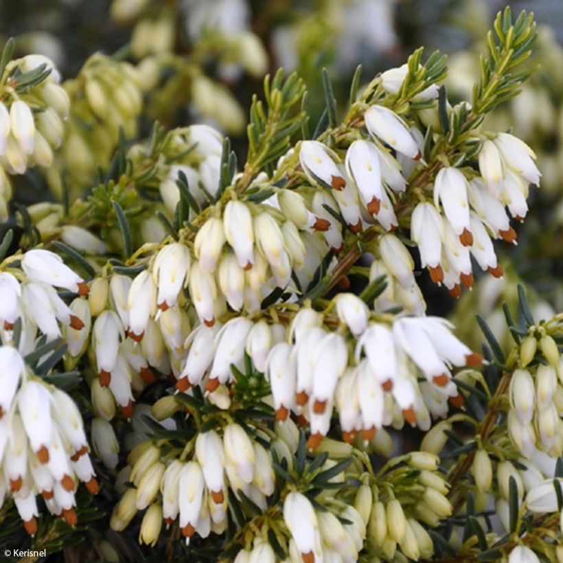 Erica carnea Isabell - Winterheide (Bloei)