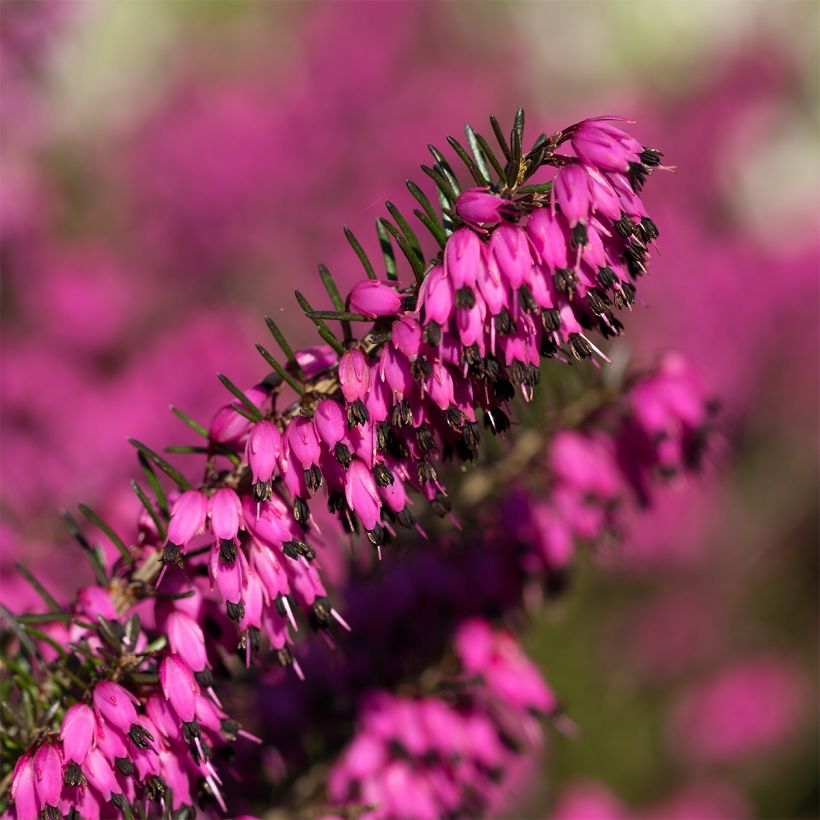 Erica carnea Myreton Ruby - Winterheide (Bloei)
