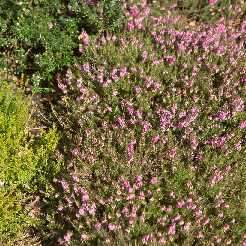 Erica carnea Myreton Ruby - Winterheide (Groeiplaats)