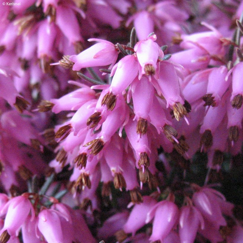 Erica carnea Rosalie - Winterheide (Bloei)