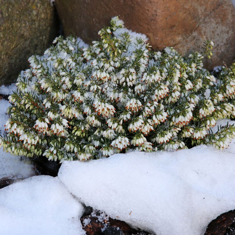 Erica carnea Schneekuppe - Winterheide (Groeiplaats)