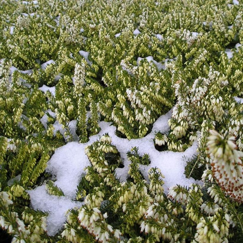 Erica Springwood White - Winterheide (Plant habit)