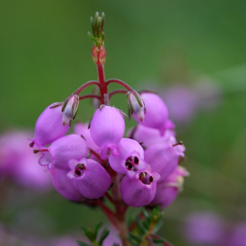 Erica cinerea - Dopheide (Bloei)