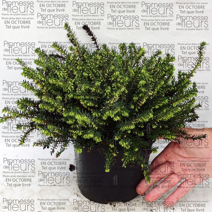Voorbeeld van een exemplaar van Erica darleyensis Darley Dale - Winterheide Pot van 2 l/3 l zoals geleverd
