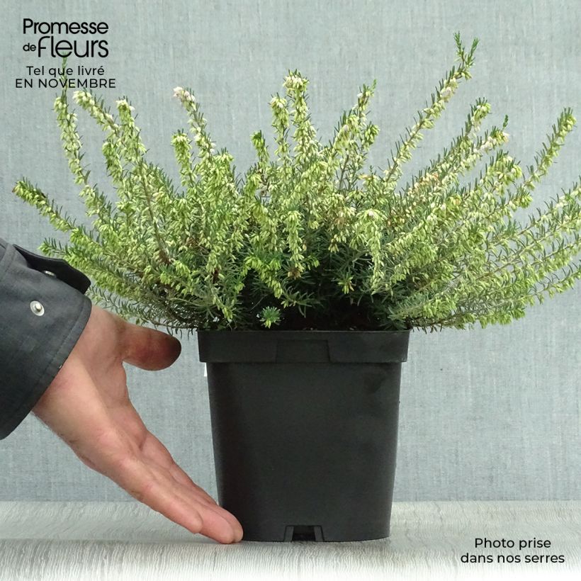 Exemplaar van Erica darleyensis Darley Dale - Winterheide Pot van 2 l/3 l zoals geleverd in de herfst