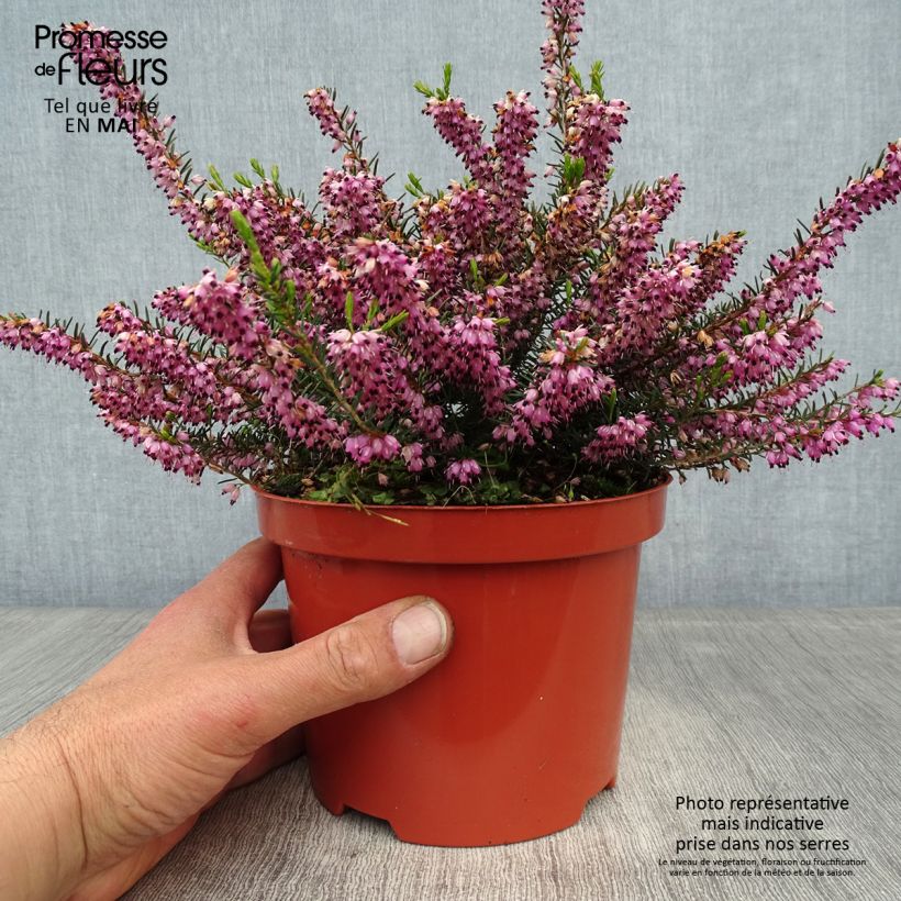 Example of Erica darleyensis Darley Dale - Winterheide Pot van 2 l/3 l as you get in printemps