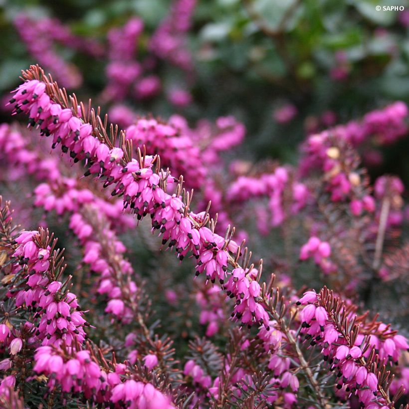 Erica darleyensis Eva Gold - Winterheide (Bloei)