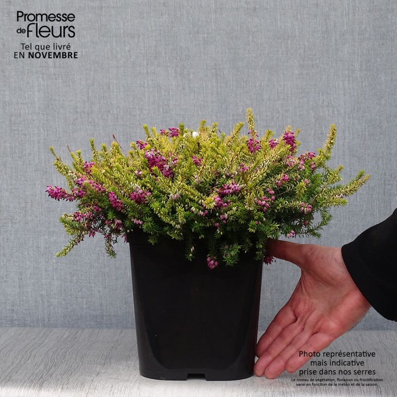 Exemplaar van Erica darleyensis Eva Gold - Winterheide Pot van 3 l/4 l zoals geleverd in de herfst