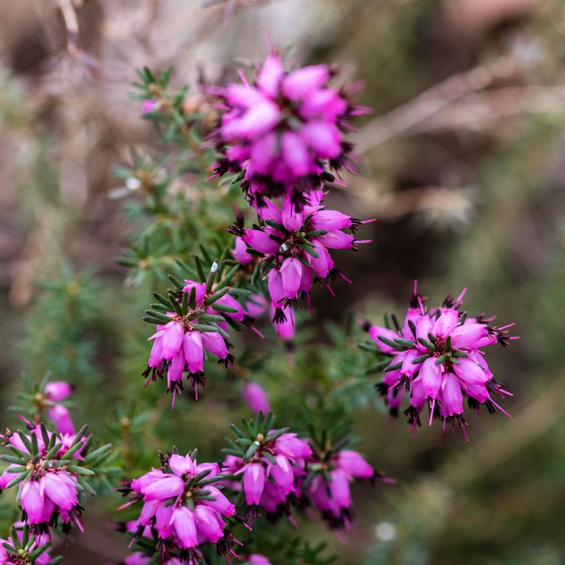 Erica darleyensis J.W. Porter - Winterheide (Bloei)